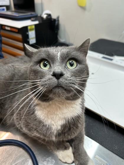 Enlarge Oscar, an adopted Domestic Short Hair in Hamilton, MT image 3/6