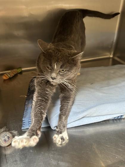 Enlarge Oscar, an adopted Domestic Short Hair in Hamilton, MT image 5/6