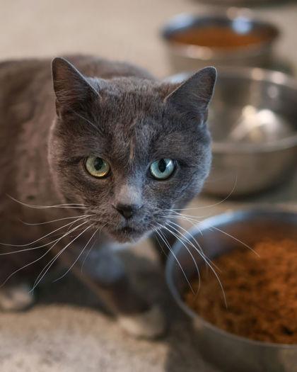 Enlarge Oscar, an adopted Domestic Short Hair in Hamilton, MT image 2/6
