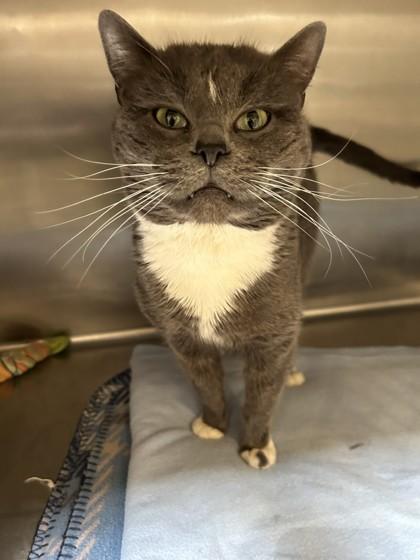 Enlarge Oscar, an adopted Domestic Short Hair in Hamilton, MT image 4/6