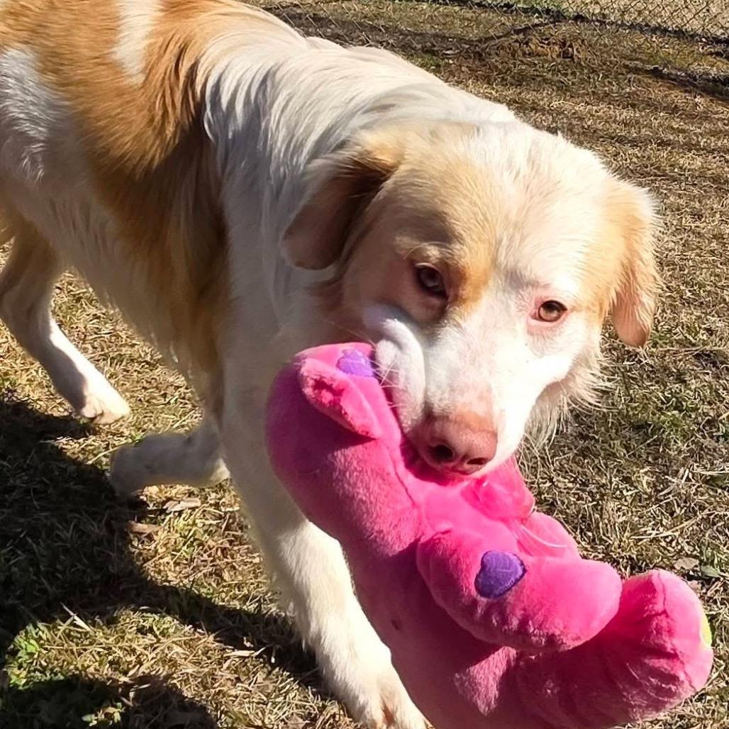 Rufus, Adoptable, Adult Male Mixed Breed.