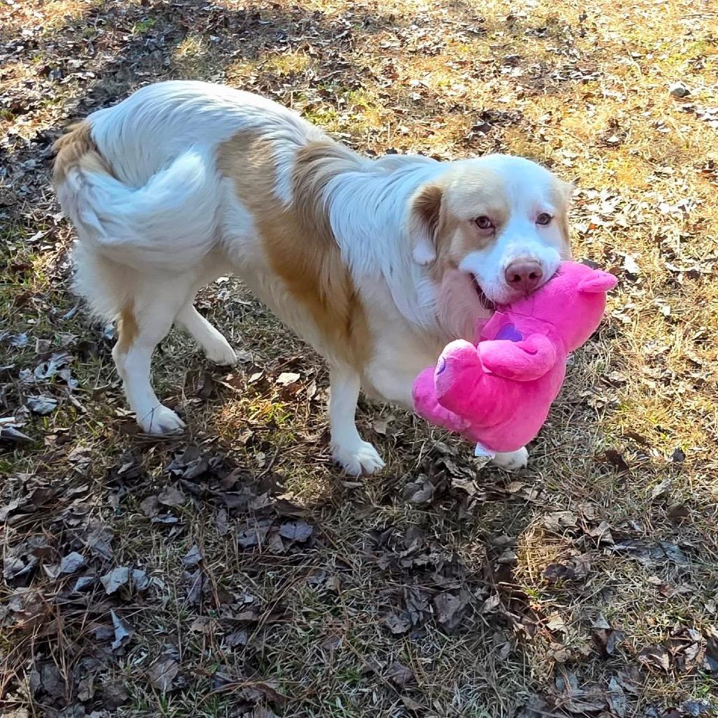 Rufus, a Adoptable Mixed Breed in Gadsden, AL image 3/6