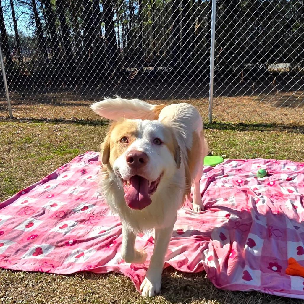 Rufus, a Adoptable Mixed Breed in Gadsden, AL image 4/6