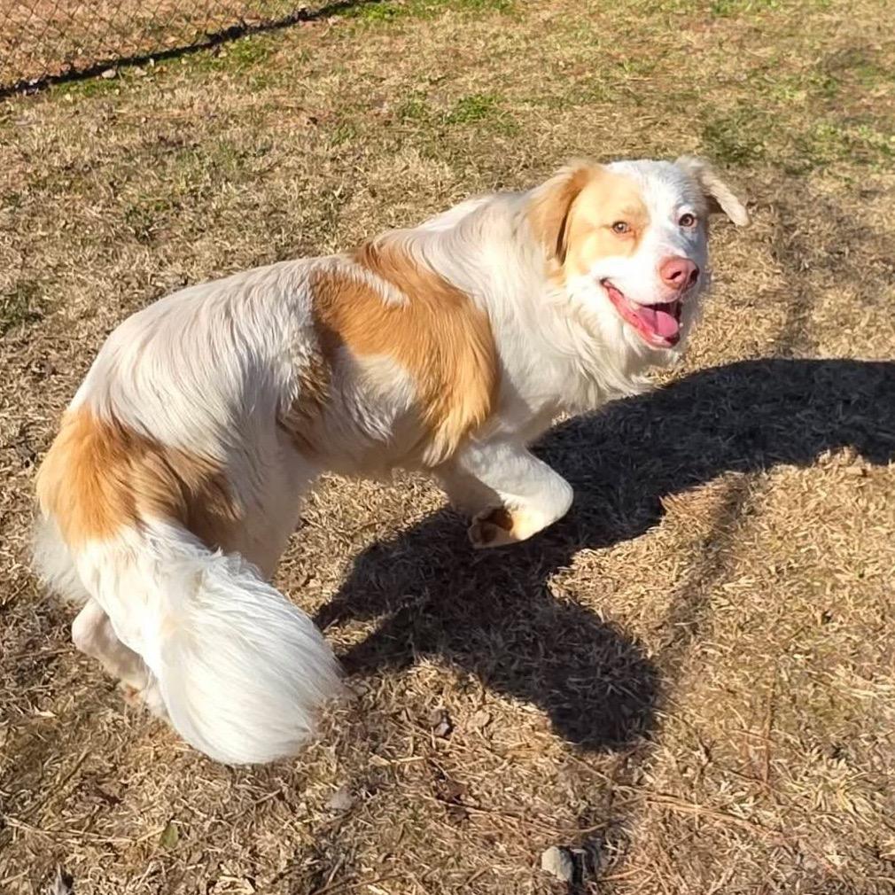 Rufus, a Adoptable Mixed Breed in Gadsden, AL image 5/6
