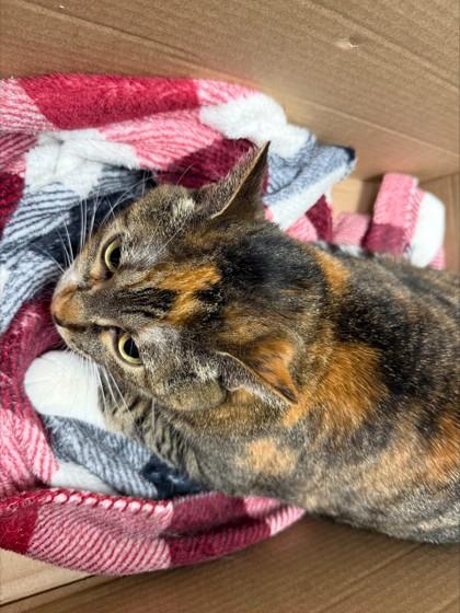 Squilliam, Adoptable, Adult Female Domestic Short Hair & Domestic Short Hair.