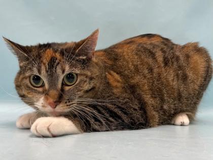 Squilliam, a Adoptable mixed breed in Woodbury, MN image 2/2