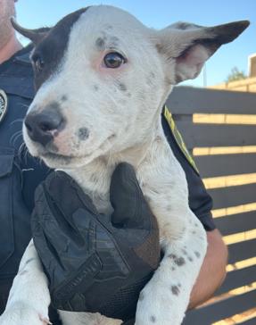 SEIZED "BONES" 4542 HOLD UNTIL 11/08/2025