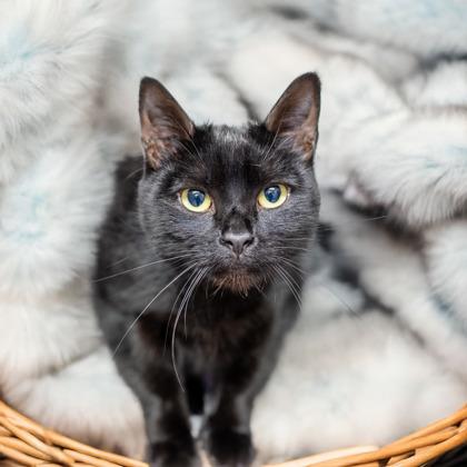 Enlarge Mavis, a Adoptable mixed breed in Camano Island, WA image 1/2