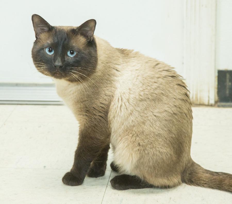 Blue, an adopted Siamese in Paramus, NJ image 2/4