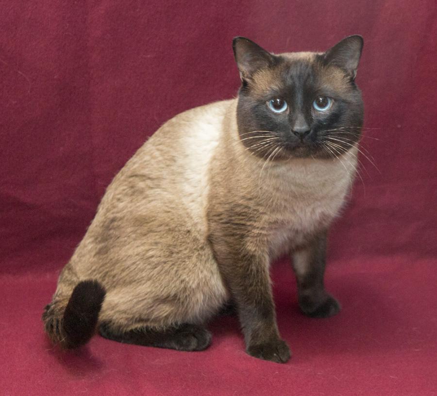 Blue, an adopted Siamese in Paramus, NJ image 3/4