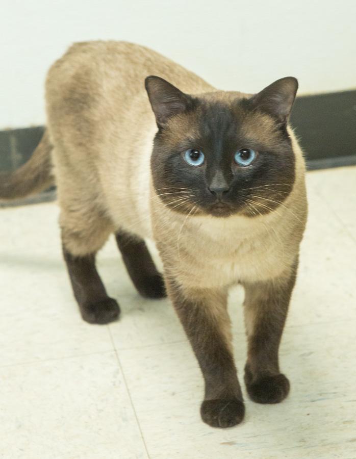 Blue, an adopted Siamese in Paramus, NJ image 4/4