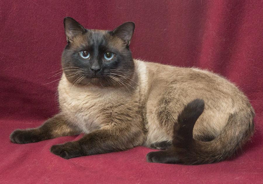 Blue, adopted, Young Male Siamese.