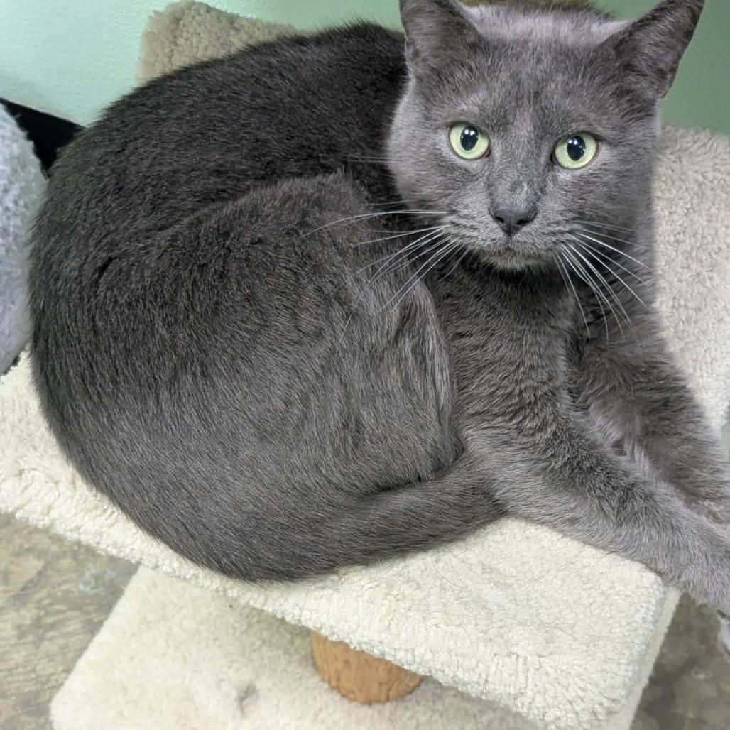 Boy Blue, Adoptable, Senior Male Domestic Short Hair.