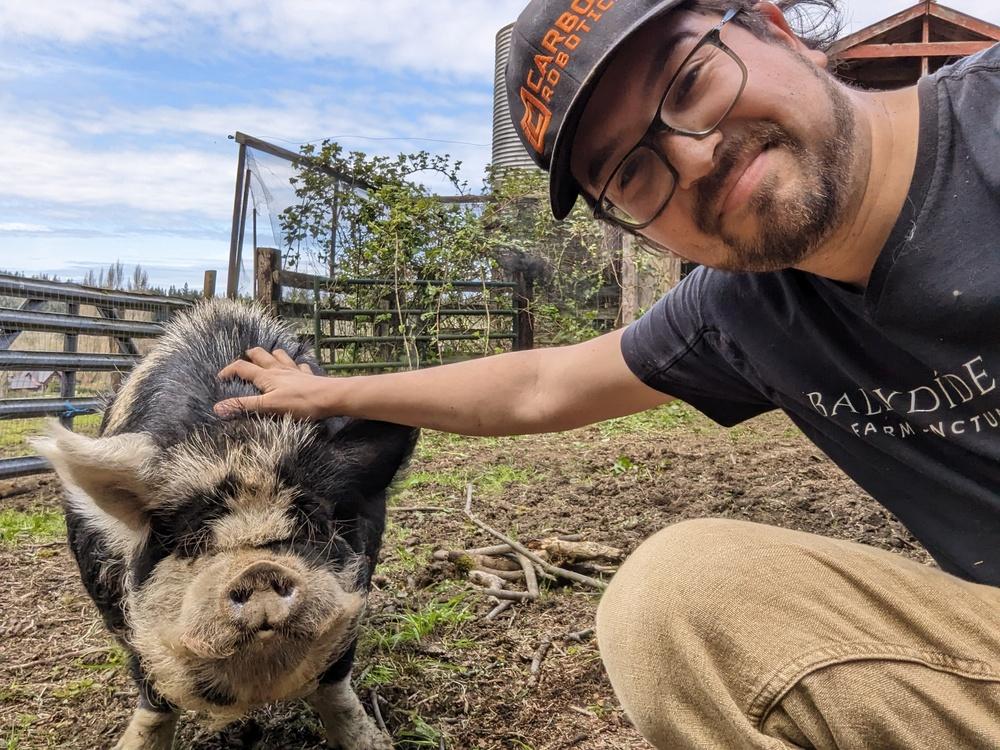 Arnold, Adoptable, Adult Male Pig.