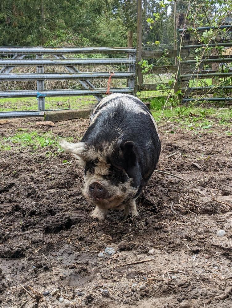 Enlarge Arnold, a Adoptable Pig in Clinton, WA image 2/2