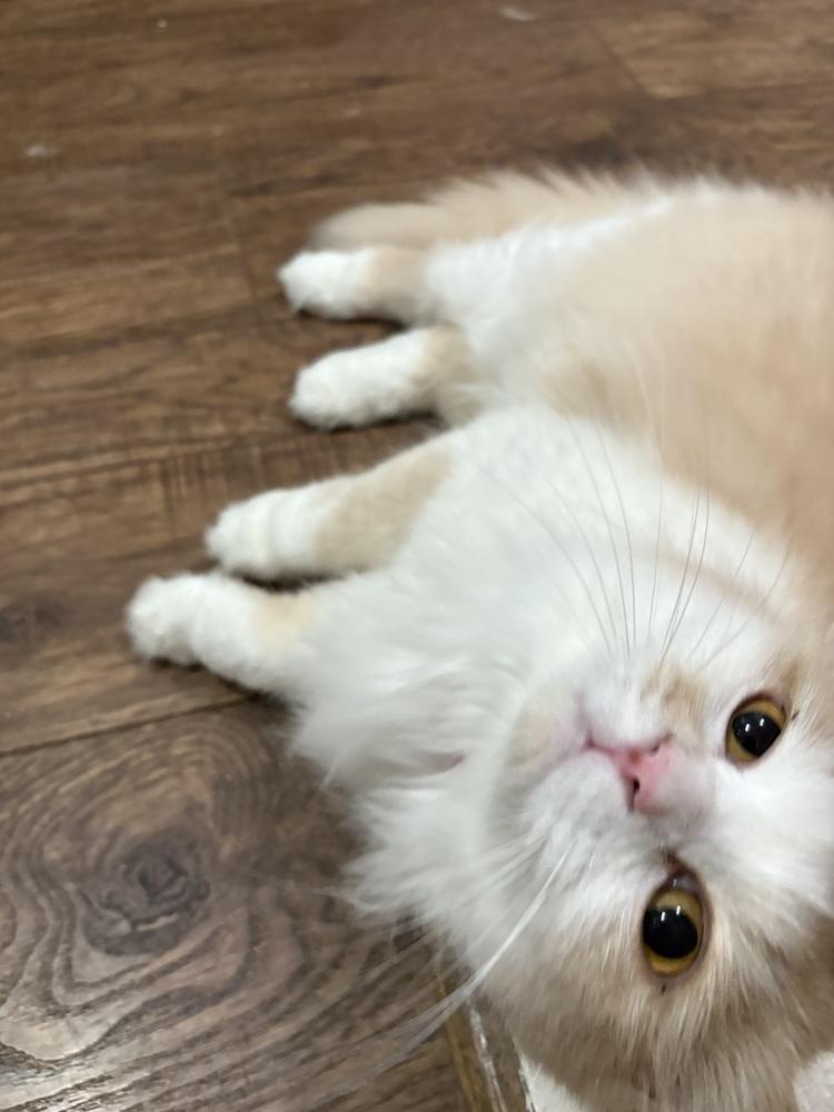 Loulou, Adoptable, Young Female Persian.