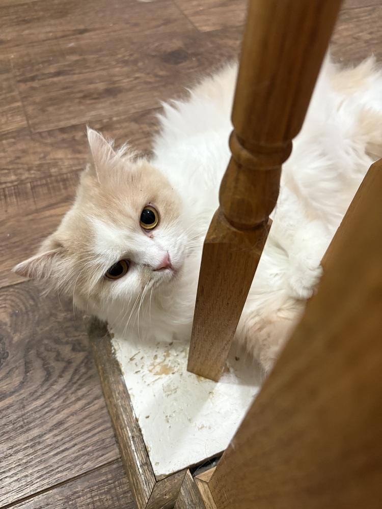 Loulou, a Adoptable Persian in Vienna , VA image 2/5