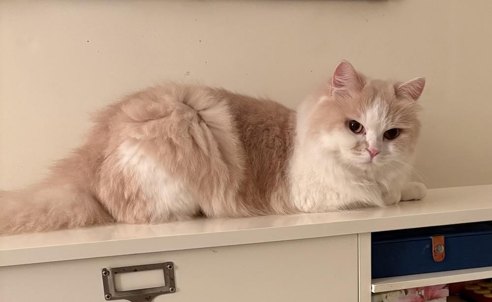 Loulou, a Adoptable Persian in Vienna , VA image 3/5