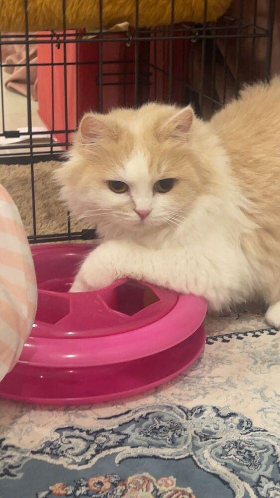 Loulou, a Adoptable Persian in Vienna , VA image 4/5