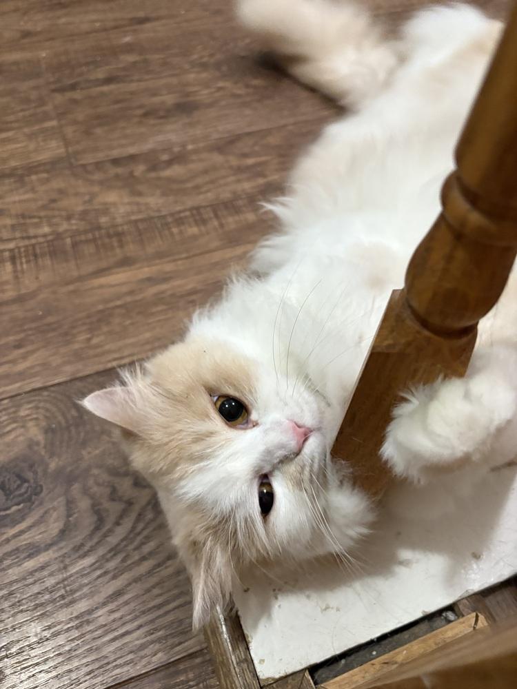 Loulou, a Adoptable Persian in Vienna , VA image 5/5