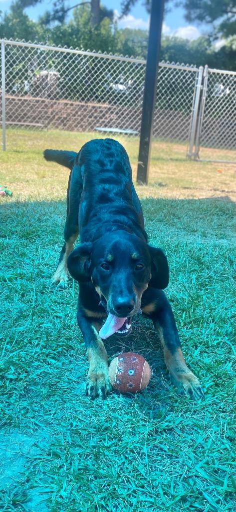 Bear, Adoptable, Young Male German Shepherd Dog & Bernese Mountain Dog.