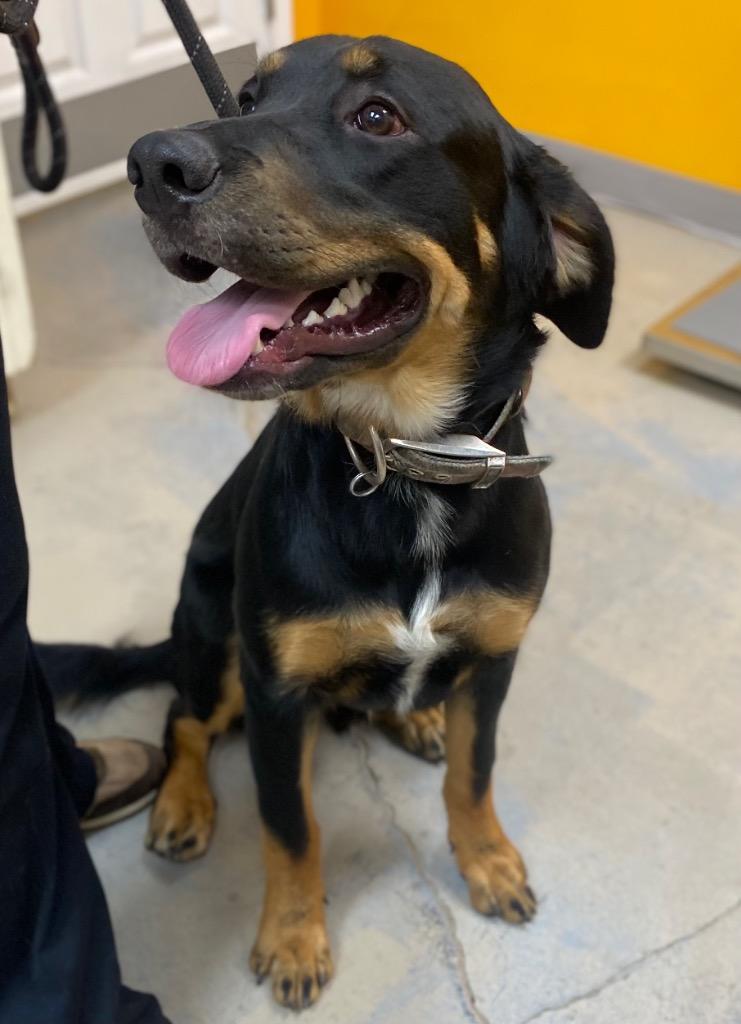 Enlarge Bear, a Adoptable mixed breed in Bryant, AR image 2/5
