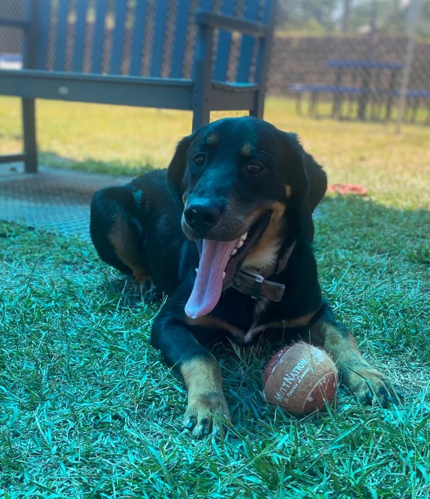 Enlarge Bear, a Adoptable mixed breed in Bryant, AR image 3/5