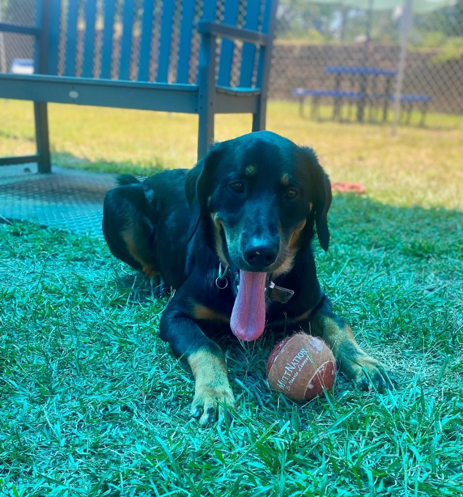 Enlarge Bear, a Adoptable mixed breed in Bryant, AR image 4/5
