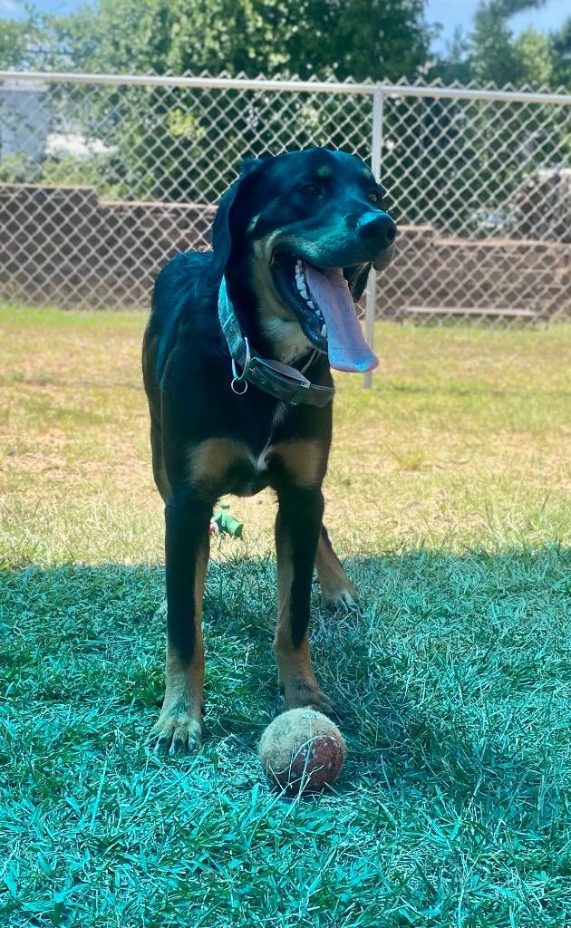 Enlarge Bear, a Adoptable mixed breed in Bryant, AR image 5/5