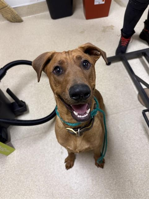 ODIE, Adoptable, Young Male Labrador Retriever & Mixed Breed.