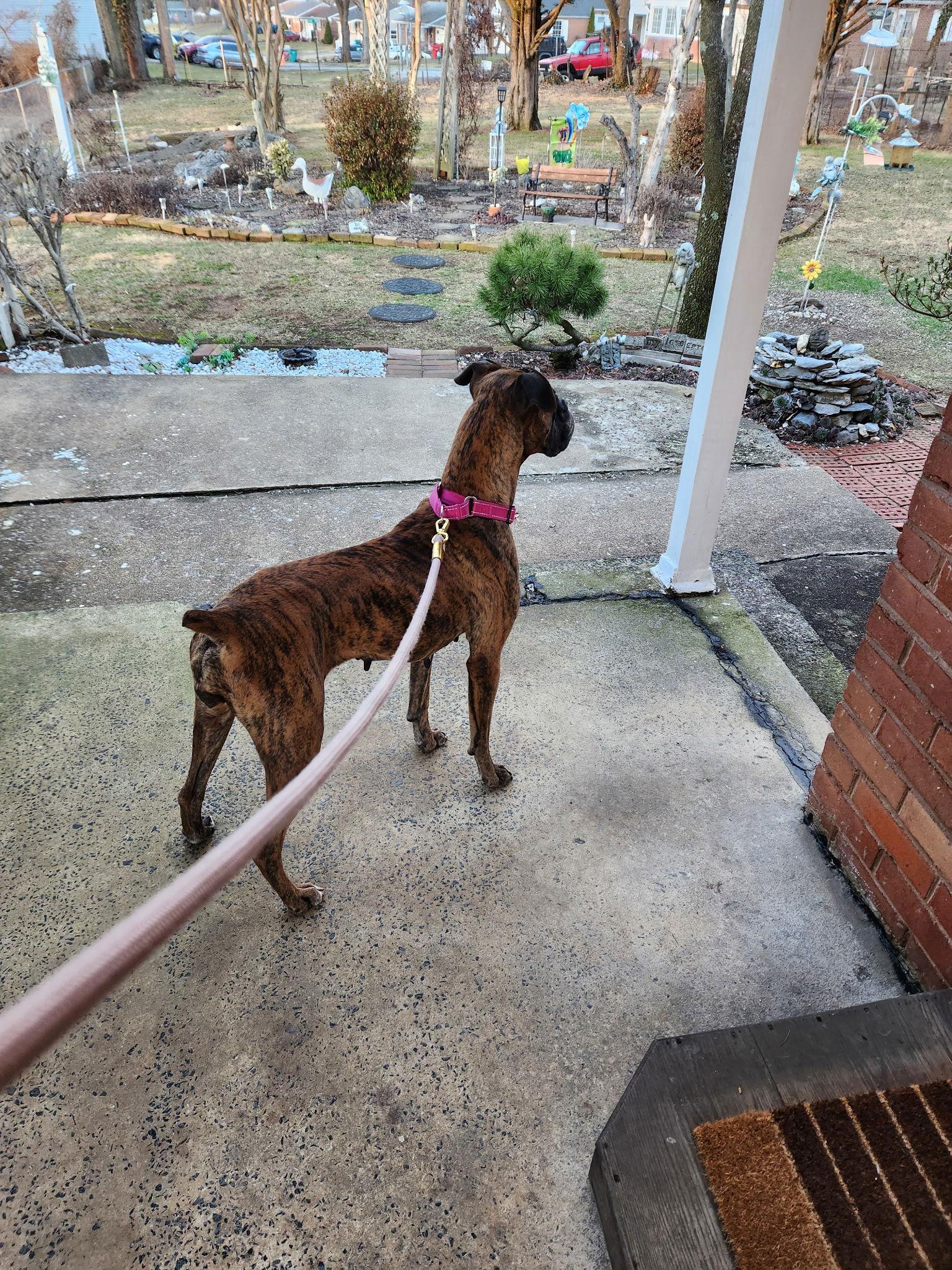 Lainey, Adoptable, Adult Female Boxer.