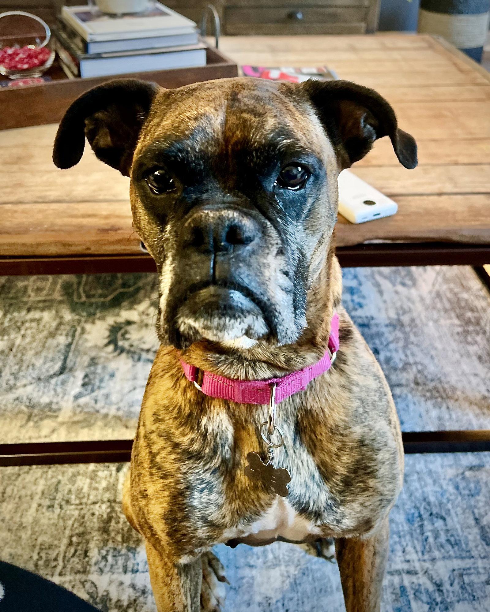 Enlarge Lainey, a Adoptable Boxer in Monticello, NY image 3/3
