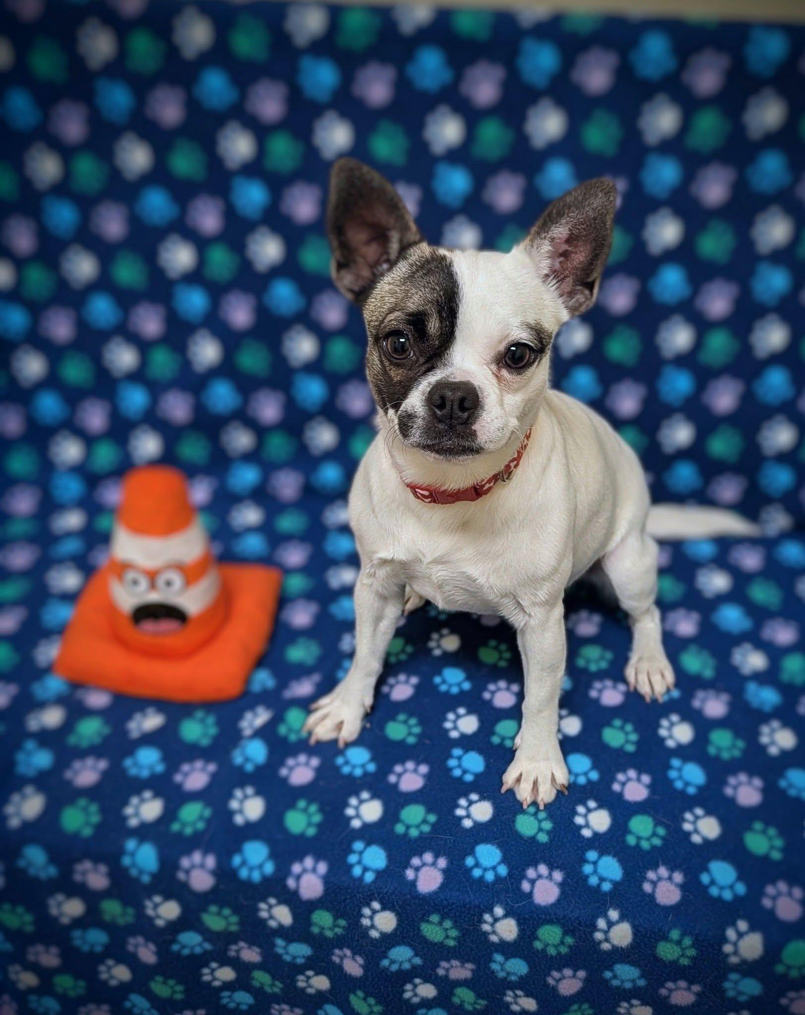 Leia, ADOPTABLE, Adult Female Boston Terrier & French Bulldog.