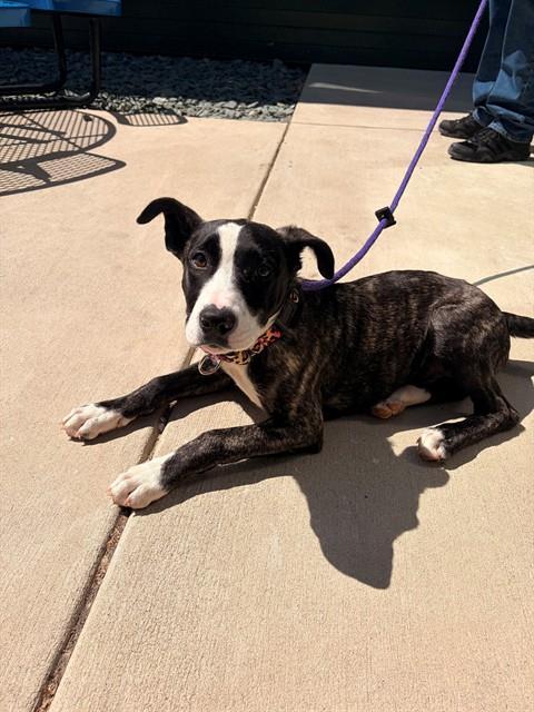 DAISY, Adoptable, Puppy Female Labrador Retriever & Mixed Breed.