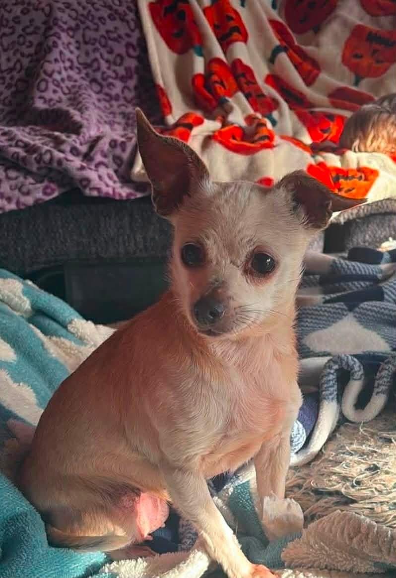Enlarge Edith, a ADOPTABLE Chihuahua in West Falls, NY image 2/4