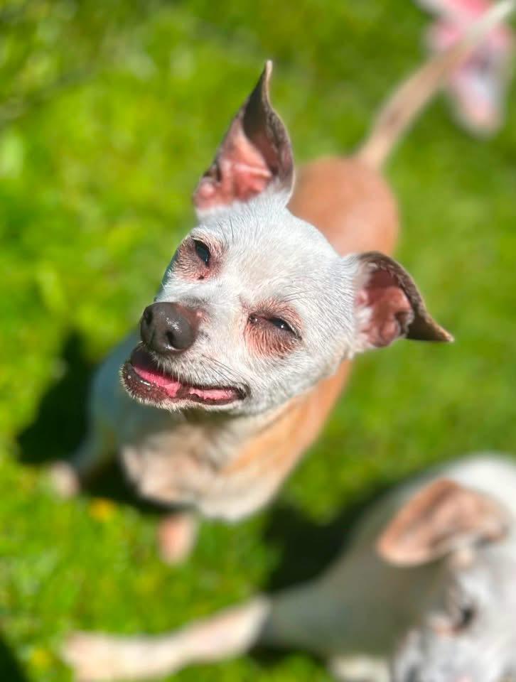 Enlarge Edith, a ADOPTABLE Chihuahua in West Falls, NY image 3/4