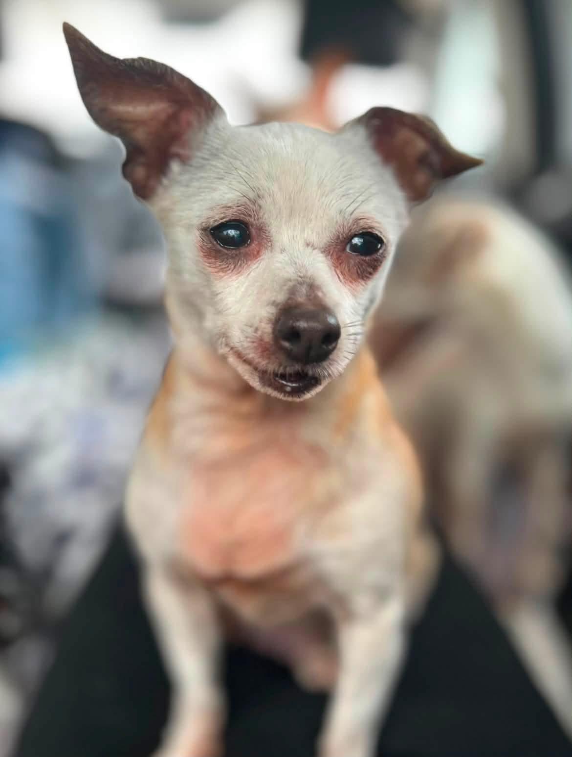 Enlarge Edith, a ADOPTABLE Chihuahua in West Falls, NY image 1/4