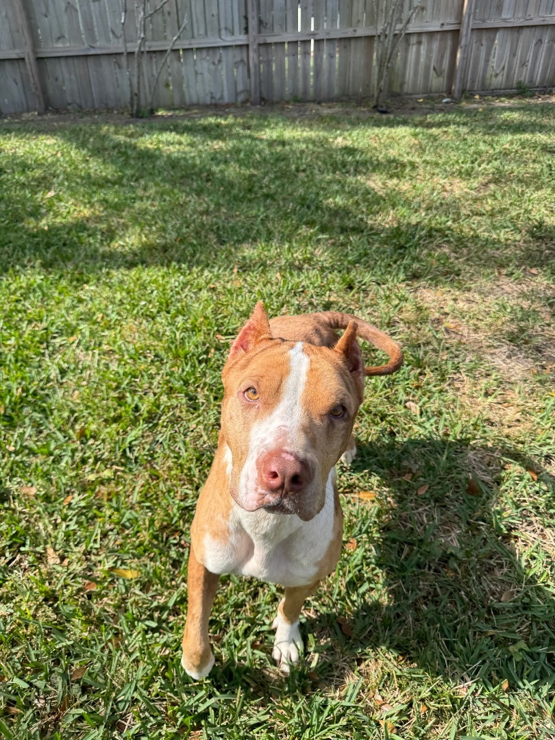 Enlarge Jill, a Adopted mixed breed in Orlando, FL image 1/5