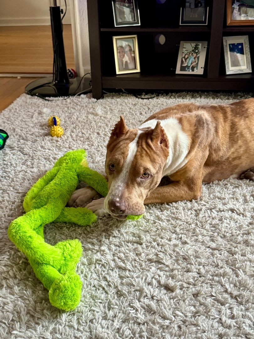 Enlarge Jill, a Adopted mixed breed in Orlando, FL image 2/5