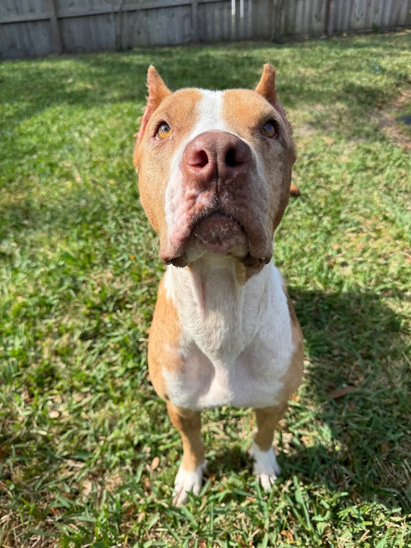 Enlarge Jill, a Adopted mixed breed in Orlando, FL image 3/5