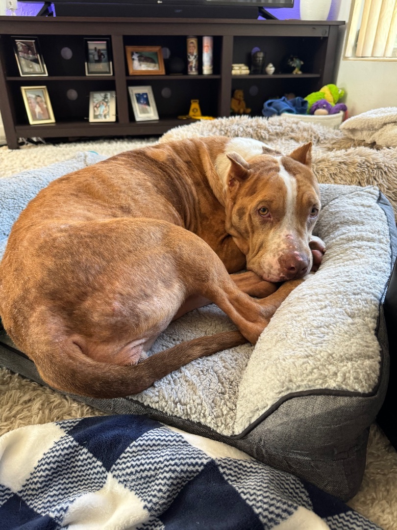 Enlarge Jill, a Adopted mixed breed in Orlando, FL image 4/5