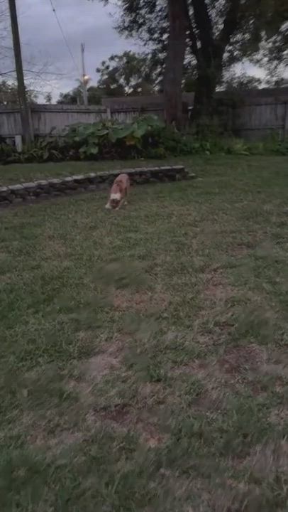 Enlarge Jill, a Adopted mixed breed in Orlando, FL video 5/5