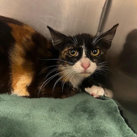 Nifty, Adoptable, Young Female Domestic Short Hair.