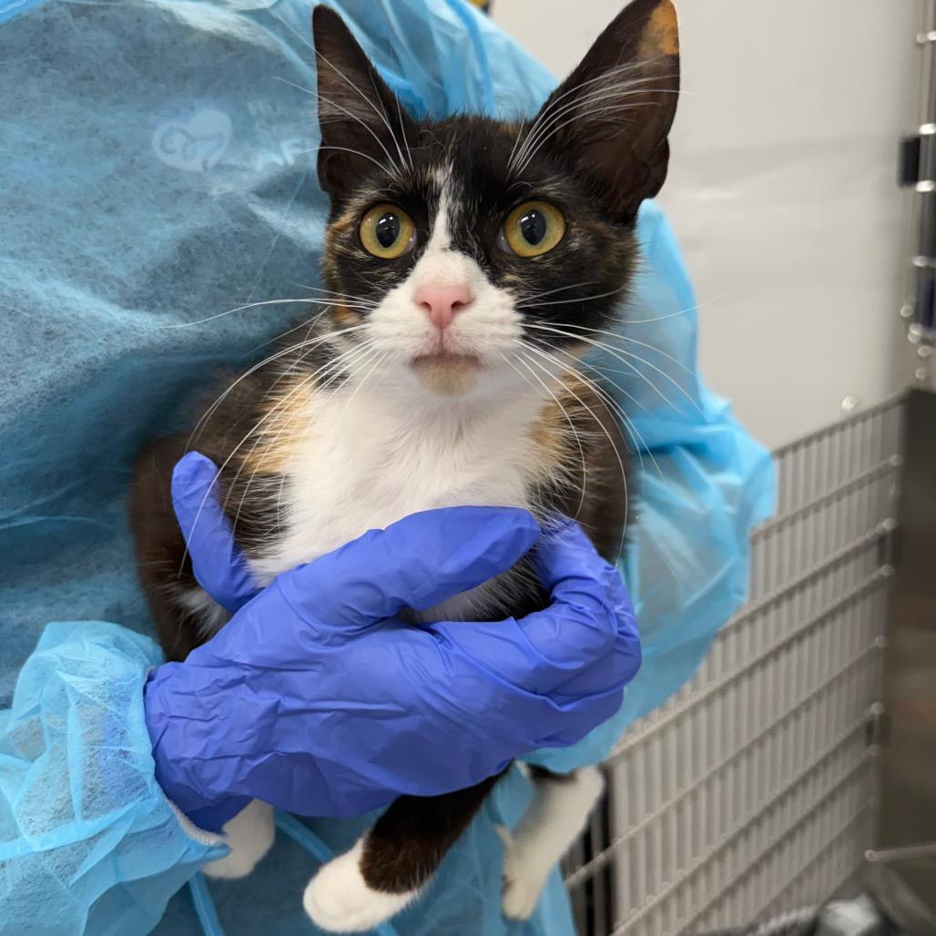 Enlarge Nifty, a Adoptable Domestic Short Hair in Lake Panasoffkee, FL image 2/3