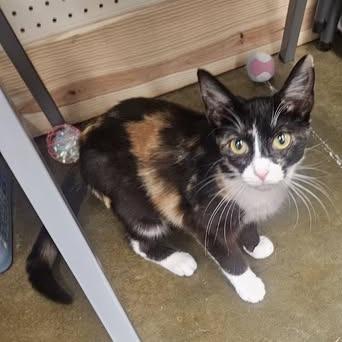 Nifty, a Adoptable Domestic Short Hair in Lake Panasoffkee, FL image 3/4