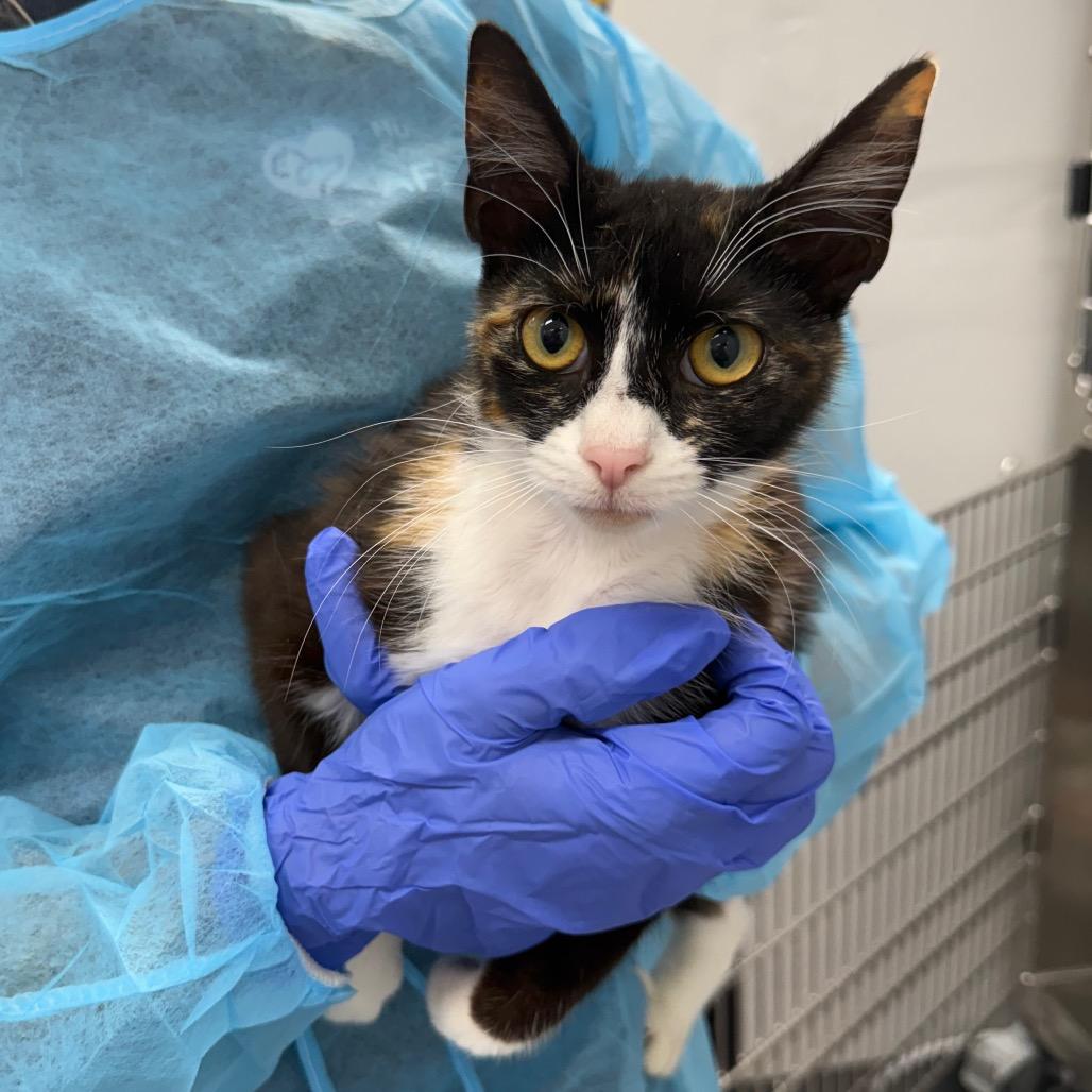 Enlarge Nifty, a Adoptable Domestic Short Hair in Lake Panasoffkee, FL image 3/3