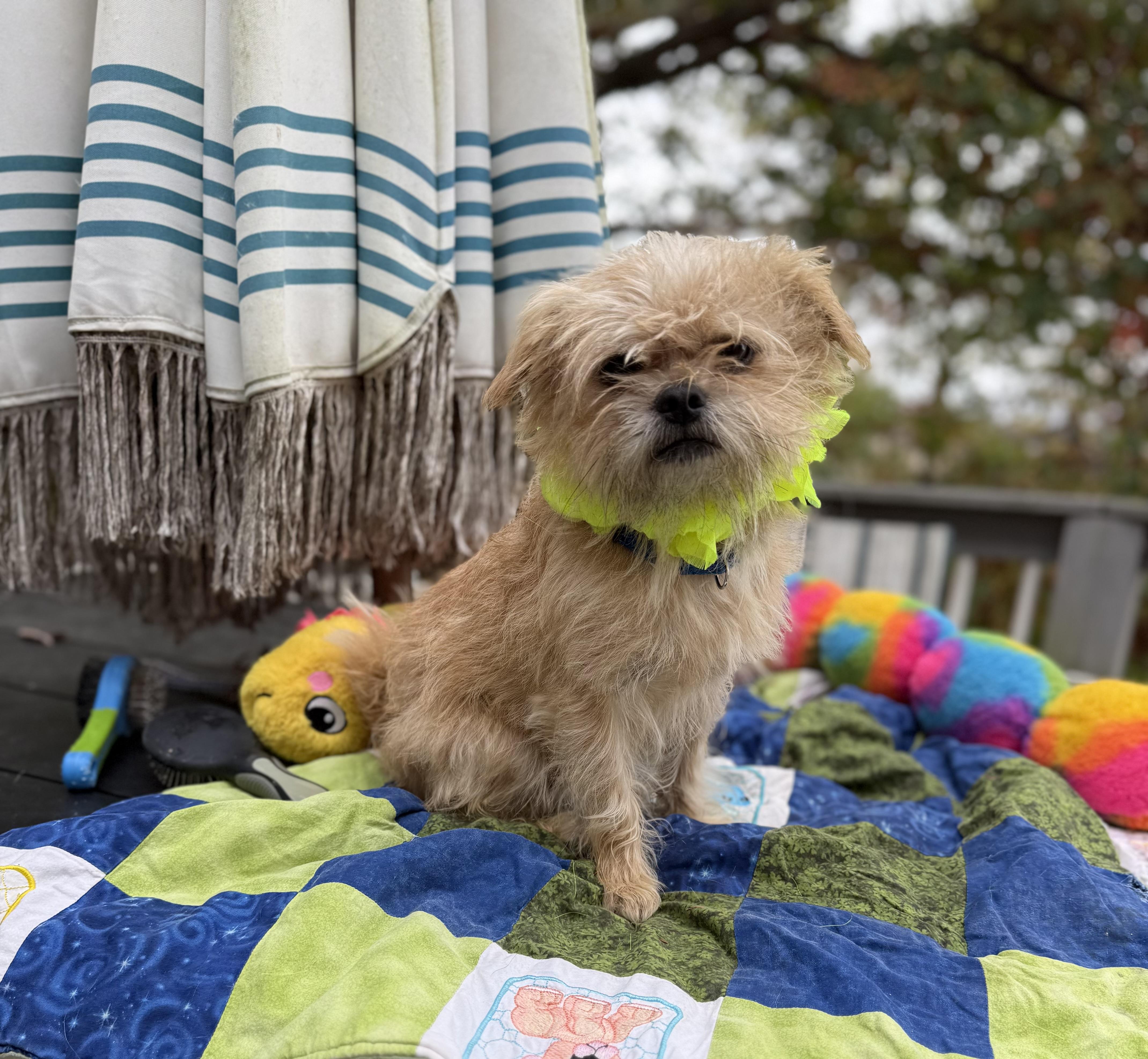 Enlarge Remi, a Adoptable mixed breed in White Lake, MI image 4/4