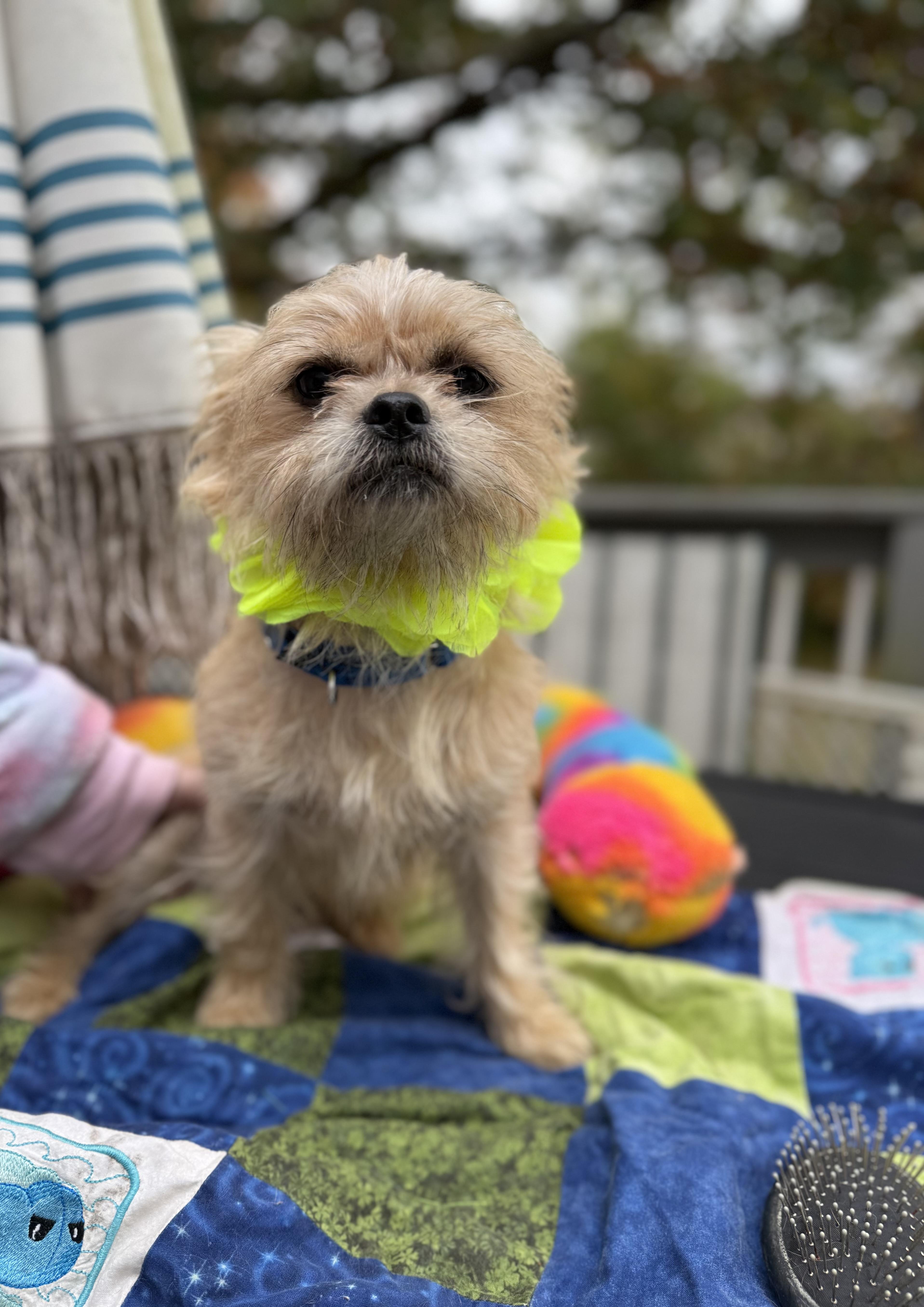 Enlarge Remi, a Adoptable mixed breed in White Lake, MI image 3/4