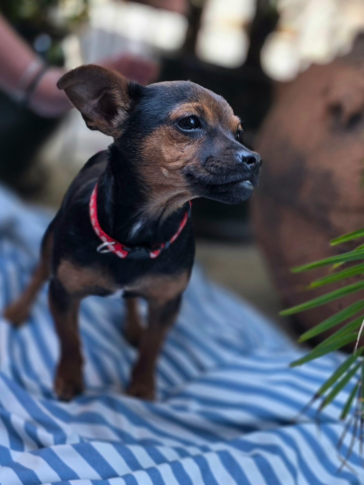 Barney, ADOPTABLE, Puppy Male Chiweenie.