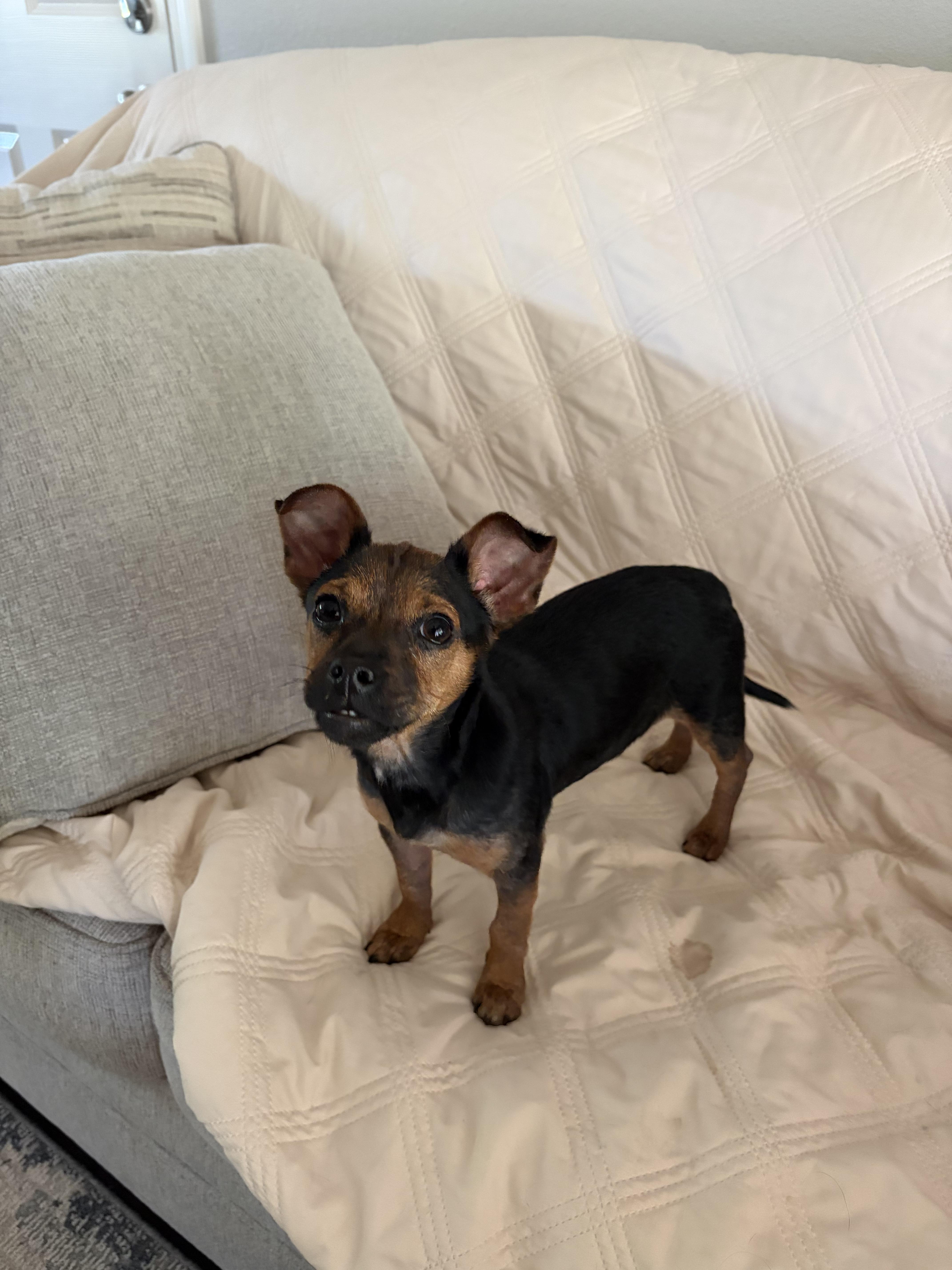 Barney, a ADOPTABLE mixed breed in Penryn, CA image 2/2